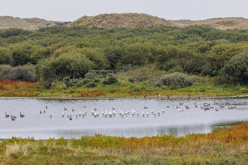 Lepelaars in duinmeer