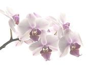 Orchid pastel  van Marjon van Vuuren thumbnail