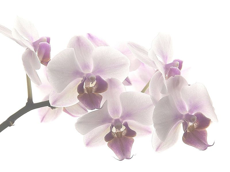Orchid pastel  van Marjon van Vuuren