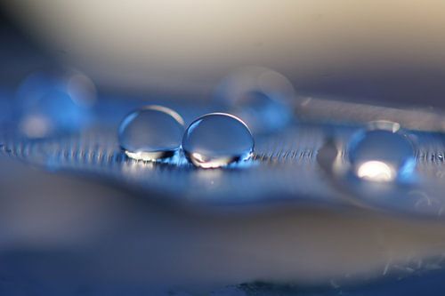 Little blue and gray