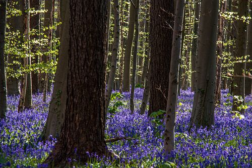 the blue flower carpet