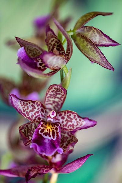 Orchid by Steffen Gierok