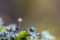 Champignons sur Texel par Texel360Fotografie Richard Heerschap Aperçu