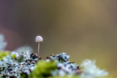 Paddenstoelen op Texel