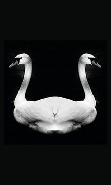 Swans Mirrored van Foto Studio Labie