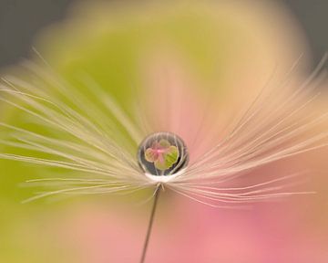1 dandelion fluff containing 1 drop of water by Anne Loos