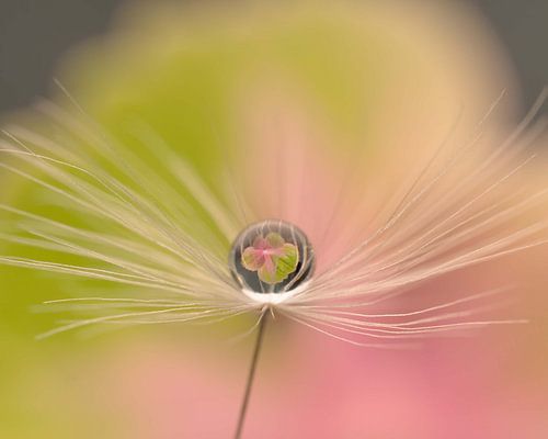 1 peluche de pissenlit contenant 1 goutte d'eau sur Anne Loos