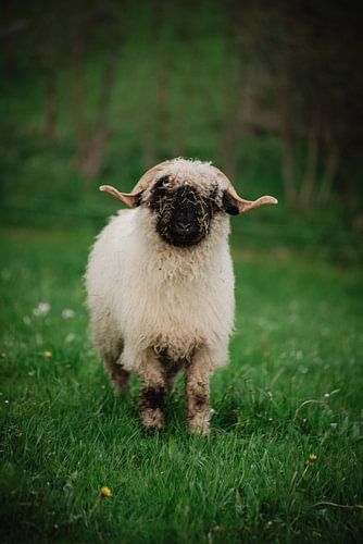 Walliser zwartneus schapen in kleur