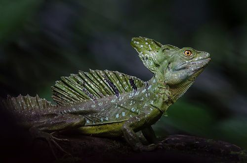 Basilisk hagedis / basilisk lizard van Elles Rijsdijk