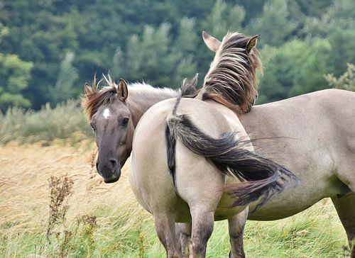 Konikpaarden