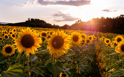 Een veld met zonnebloemen tijdens het gouden uur