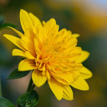 Gele dahlia van PeetMagneet