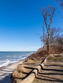 Gespensterwald an der Ostseeküste bei Nienhagen von Rico Ködder