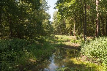Little Barneveld Brook by Richard Wareham