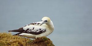 Basstölpel an den Bempton Cliffs