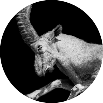 Springende Steenbok | Hoorns | Zwart wit | Portretfotografie van Monique Tekstra-van Lochem