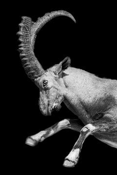 Jumping Capricorn | Horns | Black and White | Portrait Photography by Monique Tekstra-van Lochem