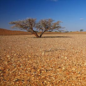 Einsamer Baum in der Wüste von Yvonne Smits