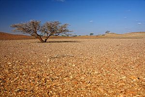 Arbre solitaire dans le désert sur Yvonne Smits