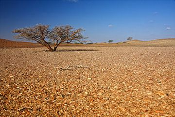 Einsamer Baum in der Wüste von Yvonne Smits