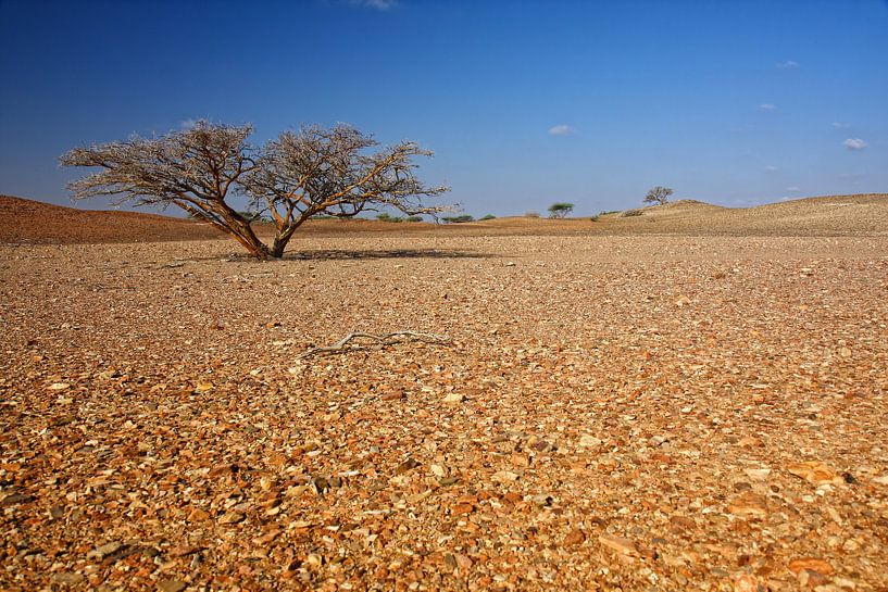 Eenzame boom in de woestijn van Yvonne Smits