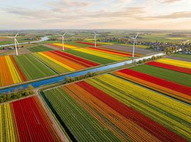 Farbenfrohe Tulpenfelder aus der Luft von But First Framing