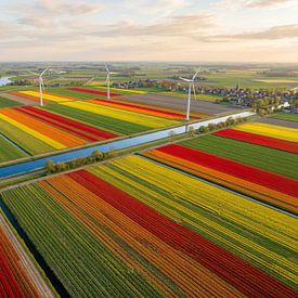 Des champs de tulipes colorés vus du ciel sur But First Framing