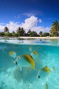 LPH 71312222 poissons colorés dans les eaux tropicales, Bora Bora