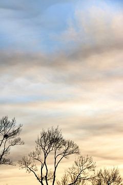 Des arbres dégarnis au coucher du soleil sur Maarten Borsje