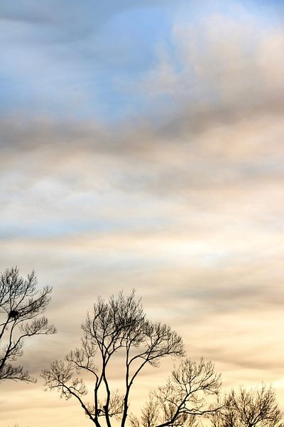 Kale bomen tijdens zonsondergang van Maarten Borsje