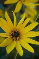 Beautiful yellow flower
