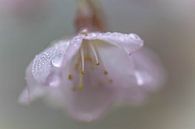 Taublüte von Tania Perneel Miniaturansicht