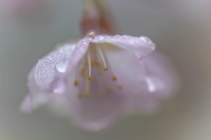 Taublüte von Tania Perneel