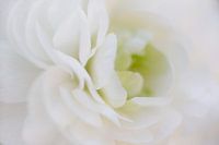 rose blanche