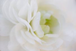 weiße Rose von Heidi Wils