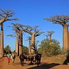 Baobab-Allee in Madagaskar von Antwan Janssen