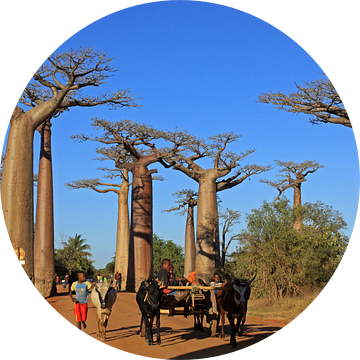 Baobab allee in Madagaskar van Antwan Janssen