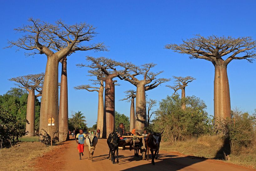 Baobab allee in Madagaskar van Antwan Janssen