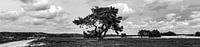 High Buurlosche Heath