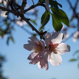 Soft pink petals and almond blossom in Spain by Adriana Mueller