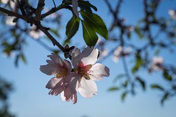 Zartrosa Blütenblätter und Mandelblüte in Spanien