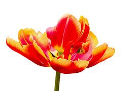 Red with yellow tulip isolated on white background