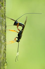 Ichneumonidae species by Margriet Louwen