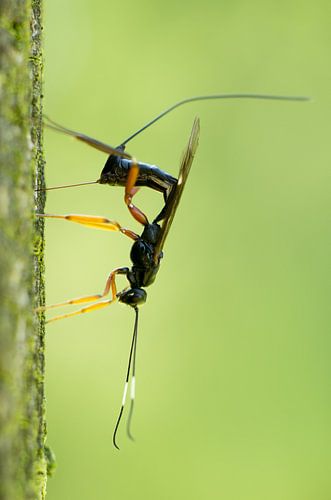 Ichneumonidae species
