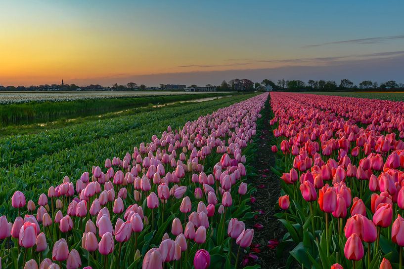 Rosa Tulpenfeld bei Sonnenaufgang von Carla Matthee