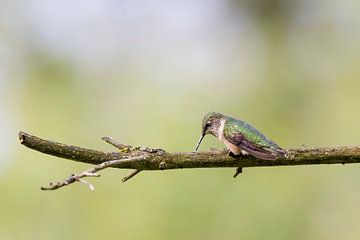 Kolibrie slijpt haar snavel van Tim Emmerzaal