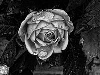 Dark rose
