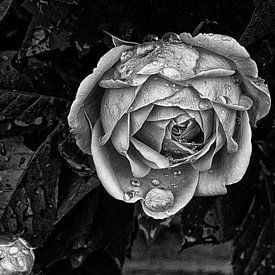 Dark rose von erik boer