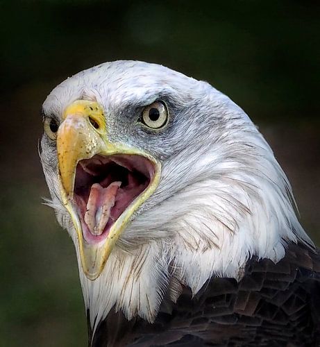 Amerikaanse Zeearend