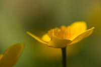 Dotterbloem